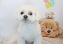 ぽんたちゃん