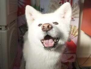 コロ
