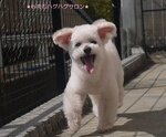 モコちゃんのイメージ