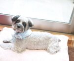 ノエルちゃんのイメージ