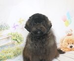あんちゃんのイメージ