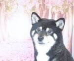 むちまろちゃんのイメージ