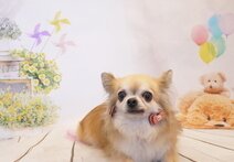 らんちゃん