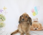 あずきちゃんのイメージ