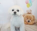 ぽんたちゃんのイメージ