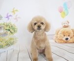 プリンちゃんのイメージ